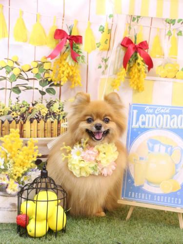 20240430ルルちゃん